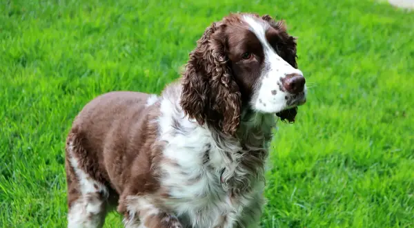 Un elegante springer spaniel marrone e bianco, con pelo ondulato, osserva attentamente su un prato verde brillante.