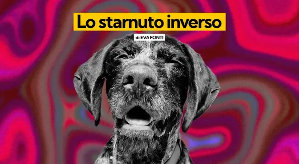 Un cane con espressione buffa, forse per uno starnuto inverso, su uno sfondo psichedelico rosa e viola.