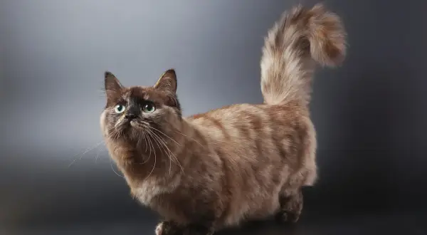 Un adorabile gatto bassotto con pelo folto e occhi verdi smeraldo, posa con la coda vaporosa sollevata.