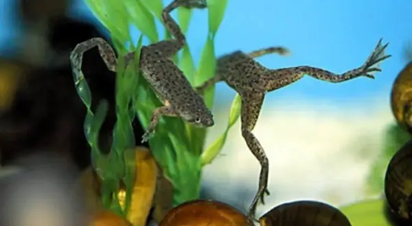 Due rane acquatiche nuotano tra piante verdi e lumache. Questo è il loro mondo, dove vive la rana.