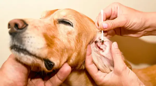 Pulizia delle orecchie di un cane per curare la rogna acari. Un cane dorato con un cotton fioc nell'orecchio.