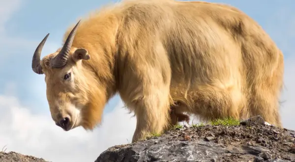 Un maestoso takin dorato, uno degli animali della Cina, si erge su una roccia con il cielo azzurro sullo sfondo.