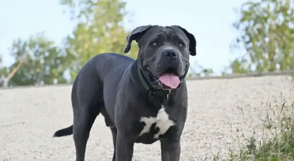 Un possente cane da guardia dal pelo grigio scuro, con una macchia bianca sul petto, guarda con attenzione.