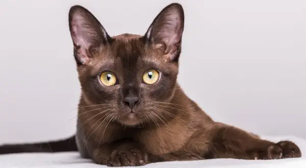 Un elegante gatto burmese dal manto color cioccolato, con occhi dorati penetranti, posa con grazia su uno sfondo chiaro.