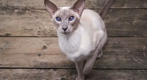 Un elegante gatto orientale con occhi blu intenso guarda verso l'alto, seduto su assi di legno grezzo.