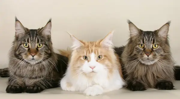 Tre magnifici Maine Coon, simili a una lince domestica, posano fianco a fianco con occhi penetranti e folti mantelli.