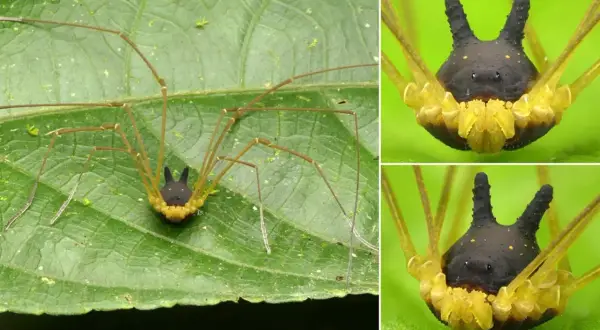 Un ragno Metagryne bicolumnata, con il suo corpo nero a forma di corno e zampe lunghe e sottili, riposa su una foglia verde.