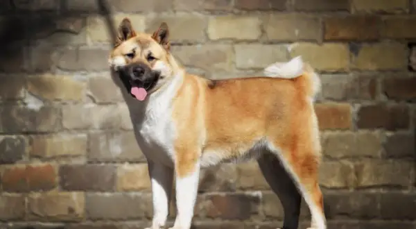 Un maestoso akita americano gigante, con il pelo fulvo e bianco, sorride con la lingua fuori, appoggiato su un muretto davanti a un muro di mattoni.