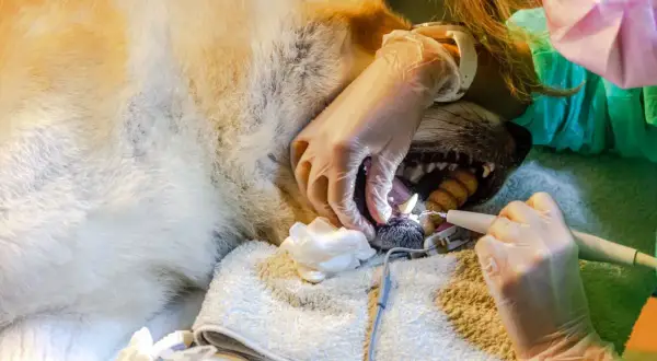 Un cane sotto anestesia viene curato dai denti da un veterinario.