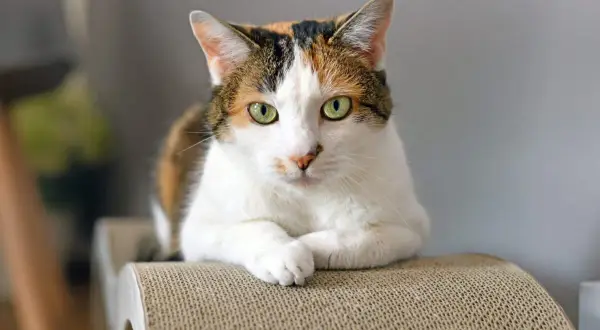 Un adorabile gatto calico con occhi verdi luminosi riposa su un tiragraffi.