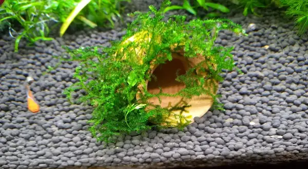 Un tronco ricoperto di muschio di Java, un rifugio verde per piccoli pesci in un acquario.