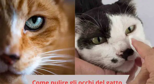 Due gatti, uno arancione e uno bianco e nero. Una mano pulisce delicatamente l'occhio del gatto bianco e nero. Impara come pulire gli occhi del gatto.
