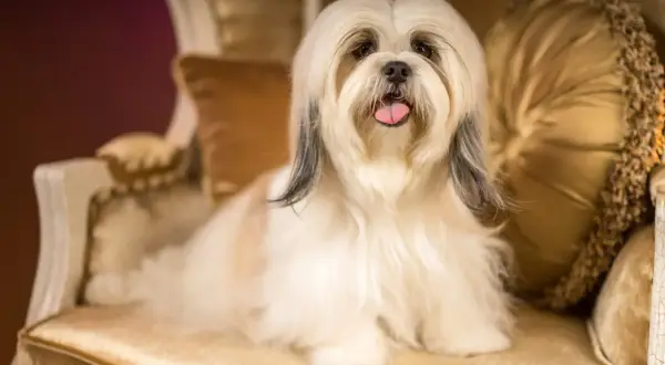 Un adorabile shih tzu con folta pelliccia bianca e nera siede su una sedia dorata, con la lingua fuori.