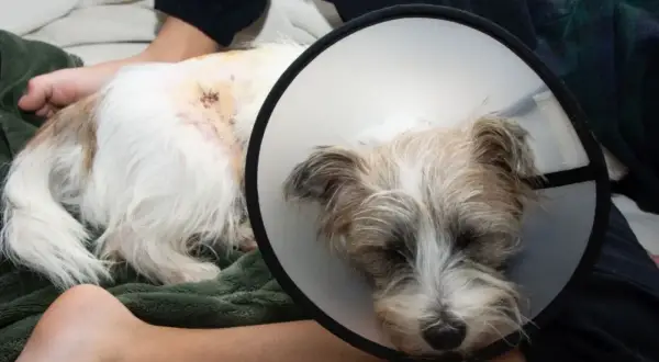Cane con collare elisabettiano, ferita sul fianco, forse un morso di cane. Riposa su una coperta verde.
