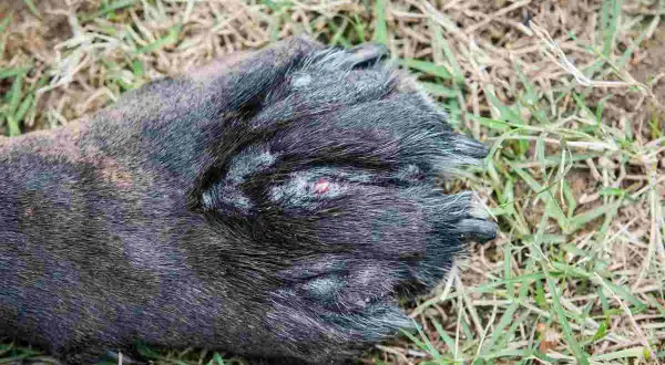 Zampa di cane con segni di pododermatite, arrossamento e lesioni visibili tra le dita.