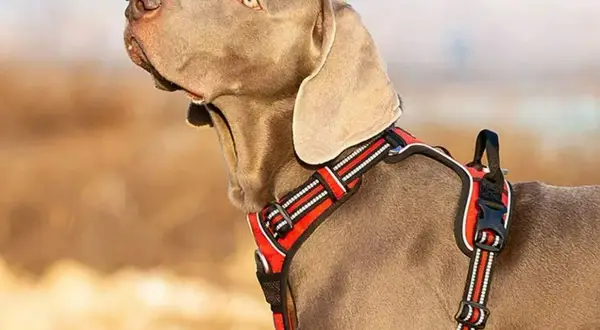 Cane Weimaraner con pettorina rossa, ideale per passeggiate sicure. Meglio collare o pettorina? La pettorina offre più comfort e controllo.