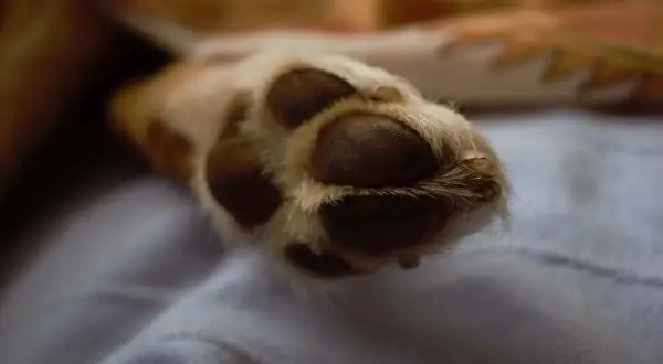 Zadbaj o łapki swojego psa z domową kremem na polpastrelli cane fai da te.