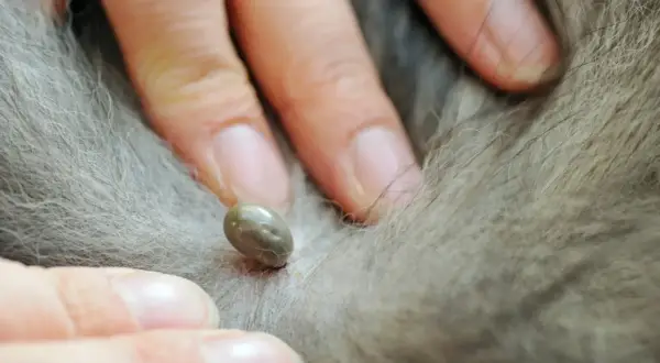 Dita che afferrano una zecca sul pelo di un cane. Guida su come togliere una zecca al cane in sicurezza.