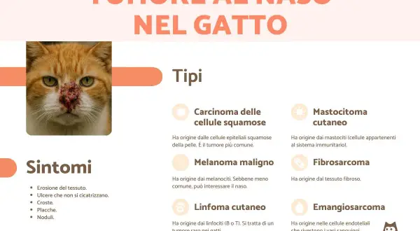 Gatto con tumore al naso, con sintomi e tipi di tumore elencati: carcinoma, melanoma, linfoma, mastocitoma, fibrosarcoma, emangiosarcoma.