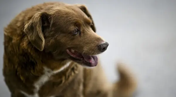 Un cane marrone con un'espressione saggia, forse il cane più vecchio del mondo, guarda con attenzione.