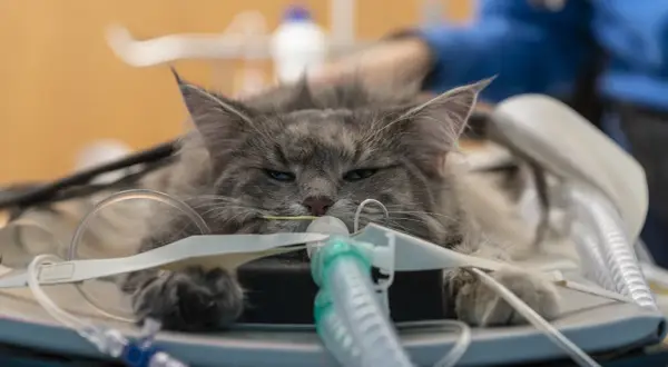 Gatto grigio con tubi medici, forse in cura per un linfoma.