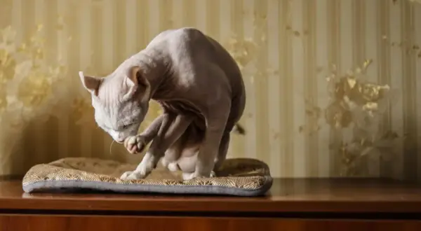 Un gatto senza pelo, un vero gatto che non perde pelo, si pulisce la zampa su un cuscino.