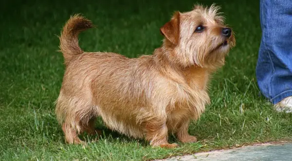 Un vivace norfolk terrier color miele, con la coda arricciata, guarda con attenzione il suo padrone in jeans.