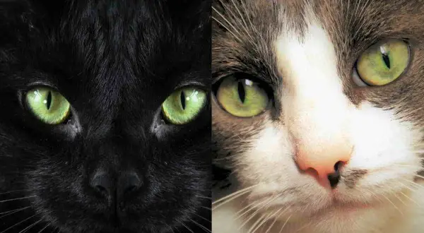 Occhi verdi brillanti di due gatti, uno nero e uno tigrato. Forse i gatti vedono in bianco e nero, ma i loro occhi sono pieni di vita.