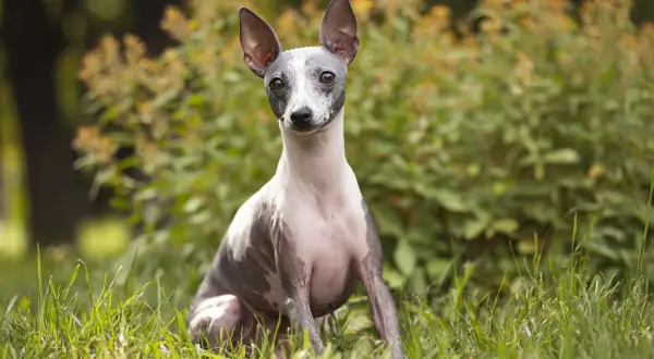 Un American Hairless Terrier, con la sua pelle grigia e maculata, siede sull'erba verde, con le orecchie dritte e attente.