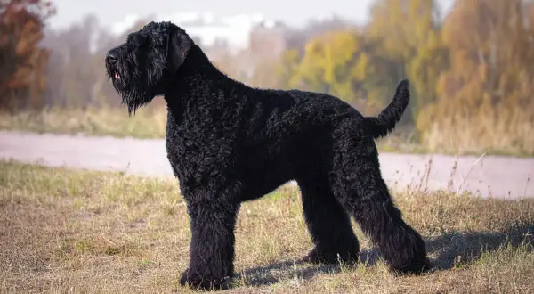 Un maestoso terrier russo nero, con il pelo folto e riccio, posa fiero in un prato autunnale.