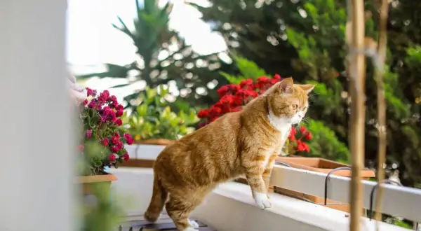Gatto arancione su un balcone fiorito, un esempio di chiusura balconi per gatti fai da te sicura e accogliente.
