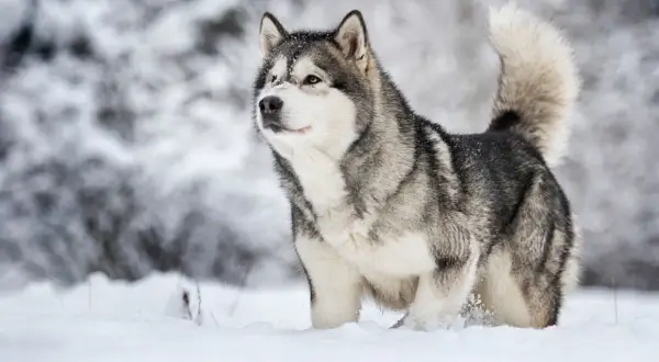 Alaskan Malamute dal carattere fiero, con folta pelliccia grigia e bianca, cammina nella neve.