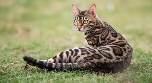 Gatto leopardato razza Bengal, con mantello maculato e occhi verdi brillanti, seduto sull'erba.