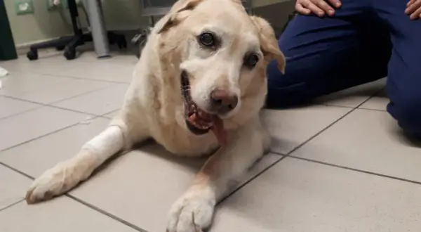 Cane con sindrome vestibolare, sdraiato a terra, con zampe fasciate. Un veterinario gli accarezza la testa.