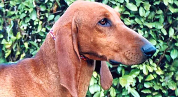 Un segugio cane dal pelo fulvo, con lunghe orecchie, guarda attentamente.