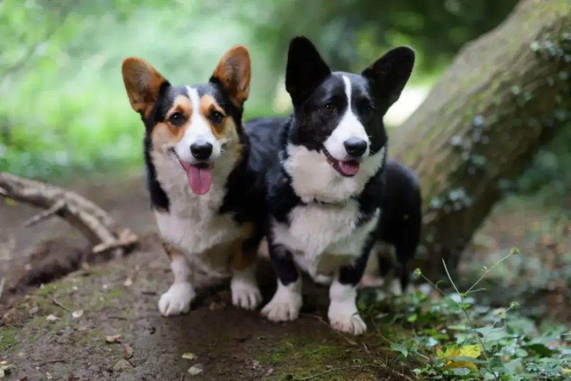 Due corgi cardigan, uno tricolore e uno nero, posano felici nel bosco.