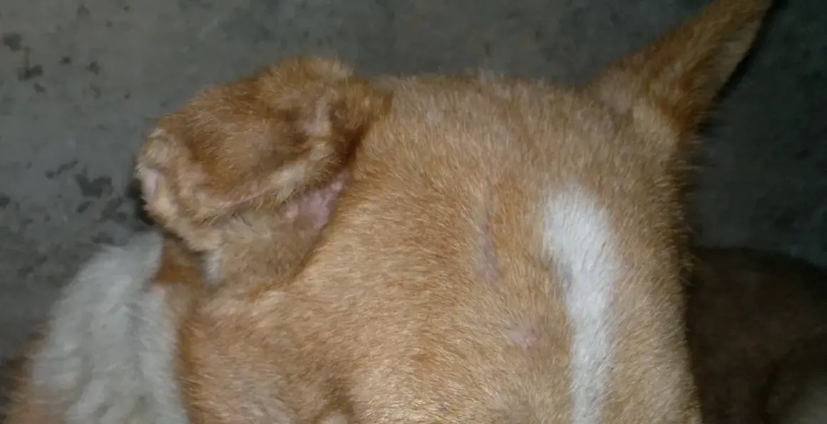Primo piano dell'orecchio di un cane con segni di otoematoma. La pelle appare ispessita e arrossata, con peli radi.