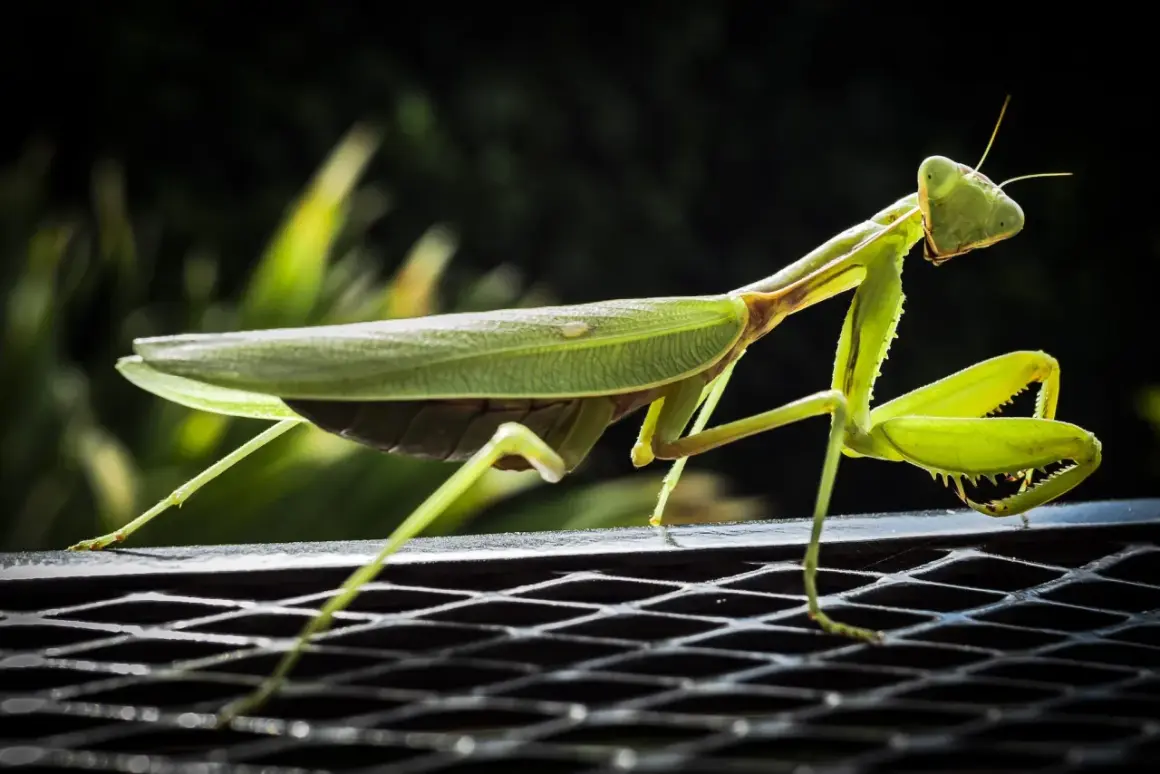 Una ierodula verde, con le zampe anteriori pronte all'attacco, si posa su una griglia metallica.