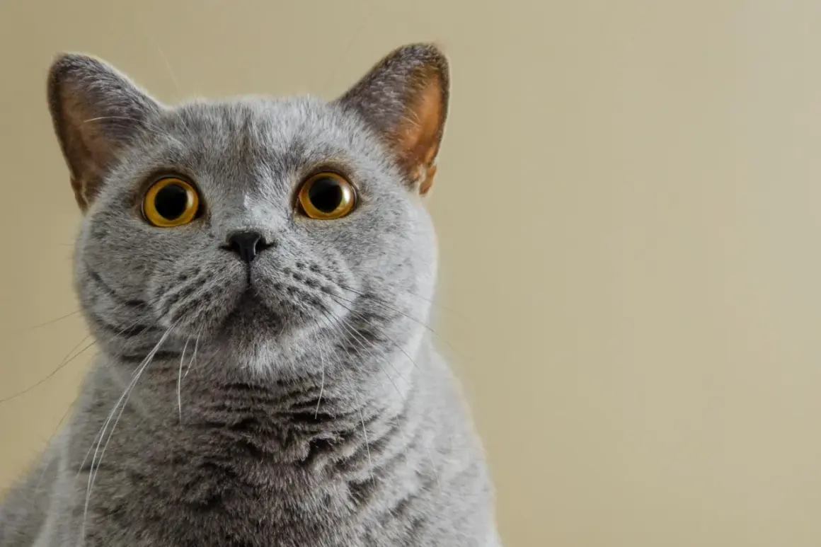 Un adorabile gatto certosino con occhi dorati e pelo grigio, che guarda intensamente verso l'obiettivo.