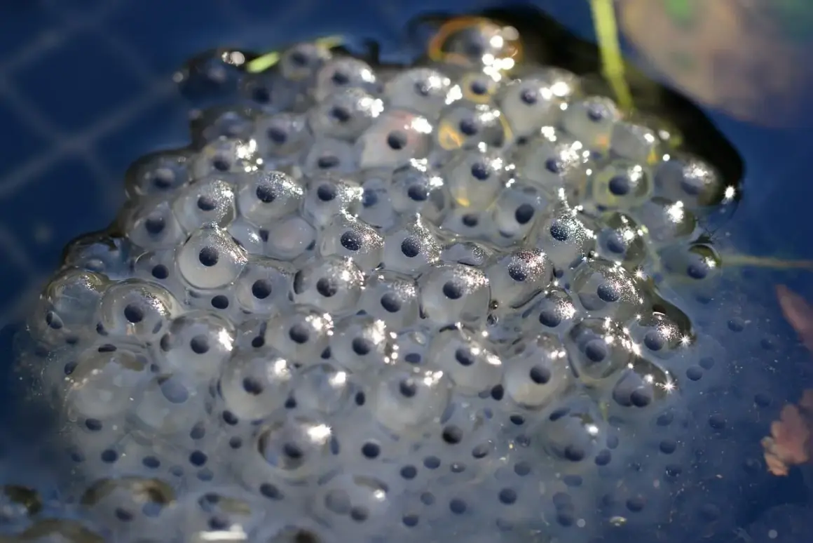 Morbide sfere trasparenti galleggiano sull'acqua: la rana depone le uova, promettendo nuova vita.