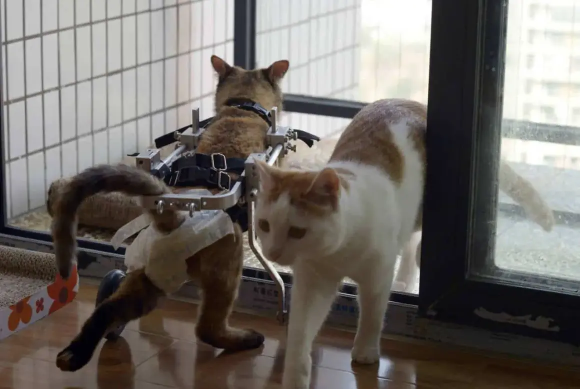 Un gatto disabile in un carrello si muove con l'aiuto di un altro gatto.