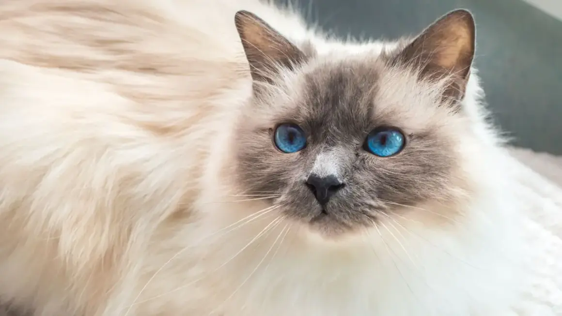 Un magnifico gatto birmano con occhi blu zaffiro, il suo pelo bianco e crema è soffice e invitante.