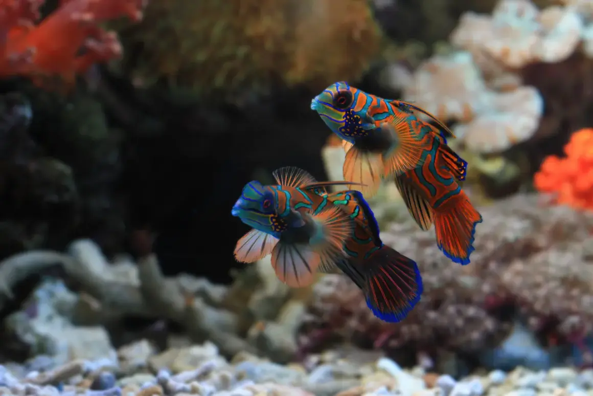 Due pesci mandarino nuotano in un acquario, mostrando i loro colori vivaci. Questi pesci bellissimi acqua dolce sembrano dipinti con striature arancioni, blu e verdi.