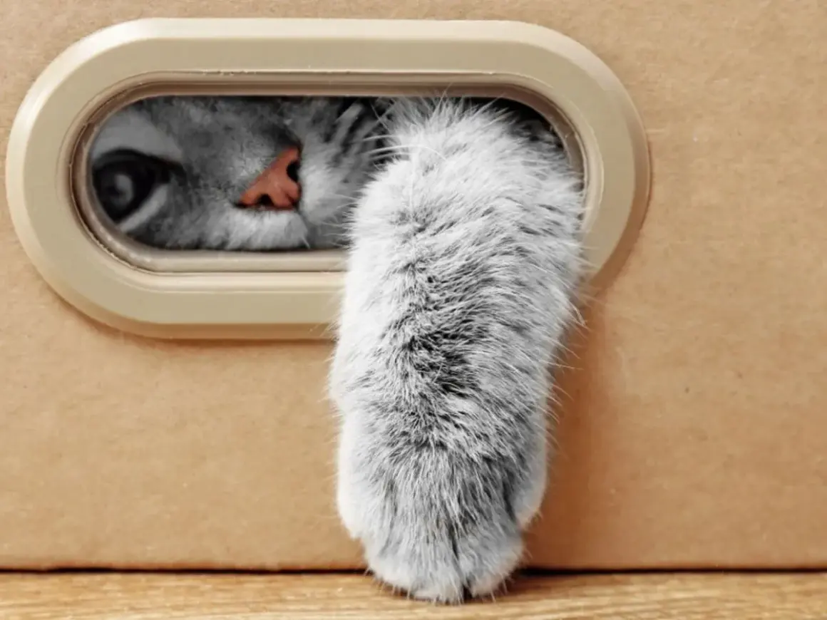 Un occhio curioso e una soffice zampa gatto spuntano da una scatola.