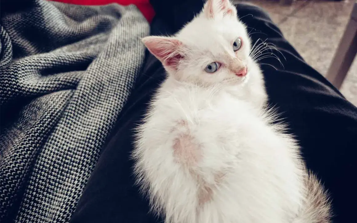 Un gatto bianco con macchie rosa sul pelo, forse un gatto perde pelo a chiazze, riposa su un tessuto scuro.