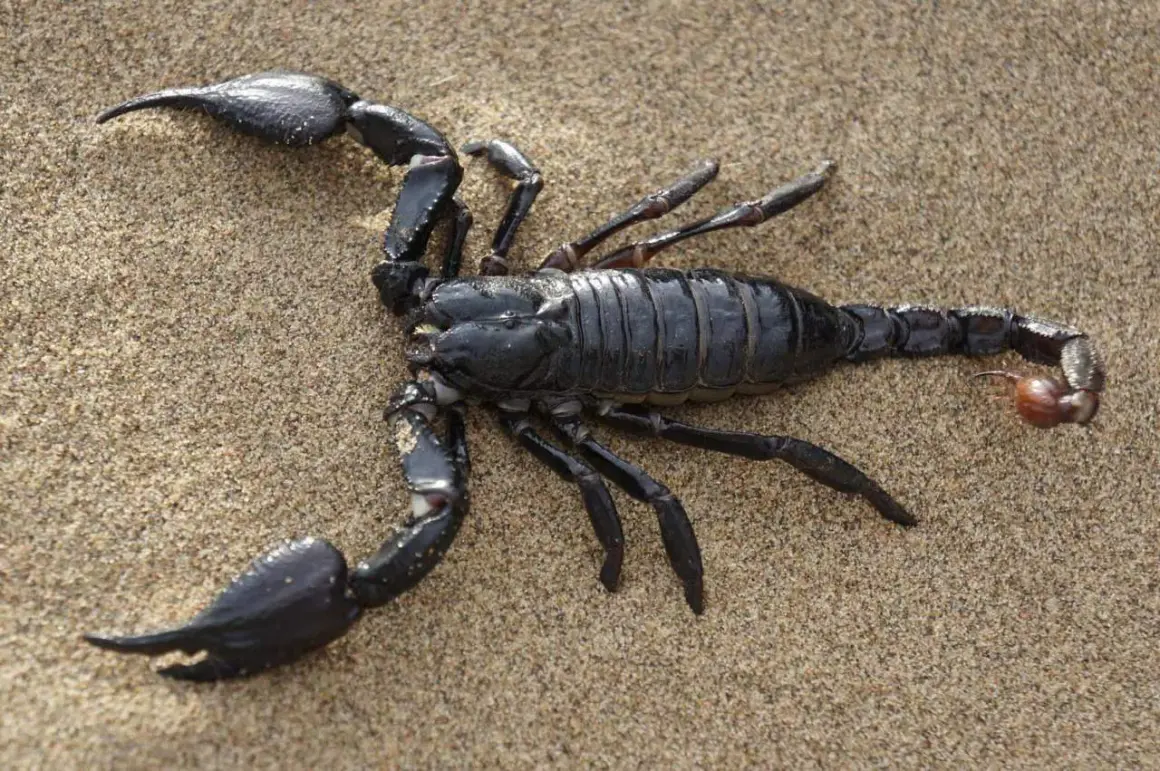 Scorpione nero su sabbia. Questo aracnide ha chele possenti e una coda con pungiglione.