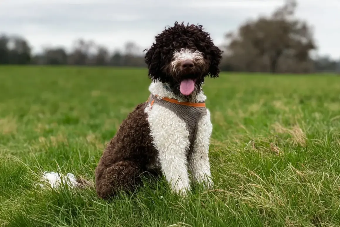 Cane d'acqua spagnolo con pelo riccio marrone e bianco, seduto sull'erba verde con la lingua fuori.