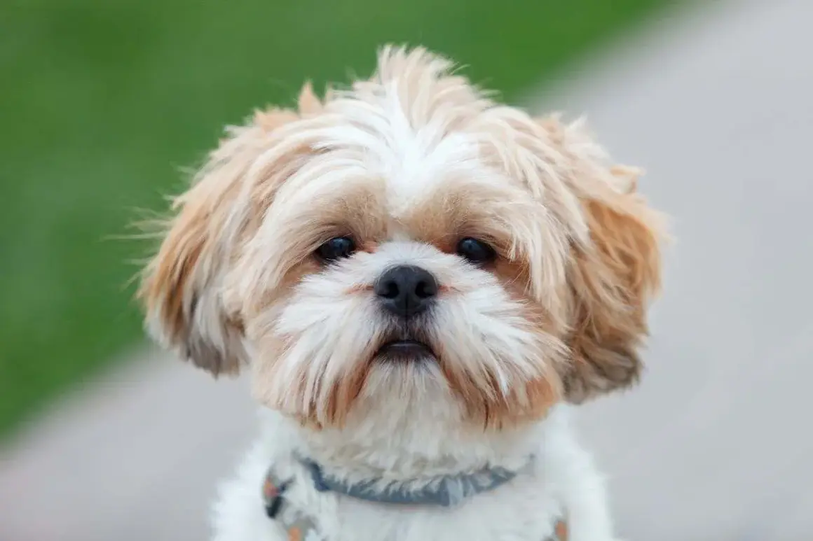 Musetto di un cane Shih Tzu con pelo bianco e fulvo, forse preoccupato per la struvite.