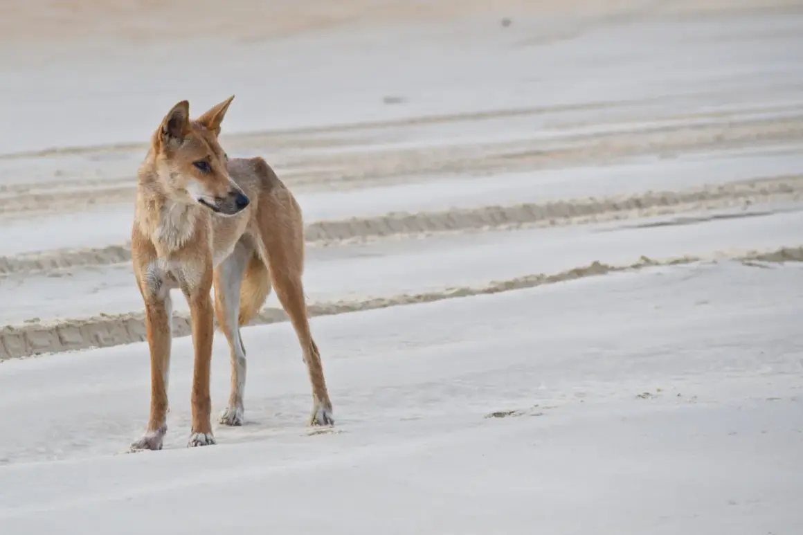 Un dingo domestico, con il suo manto fulvo, osserva attentamente la spiaggia sabbiosa, lasciando tracce leggere.