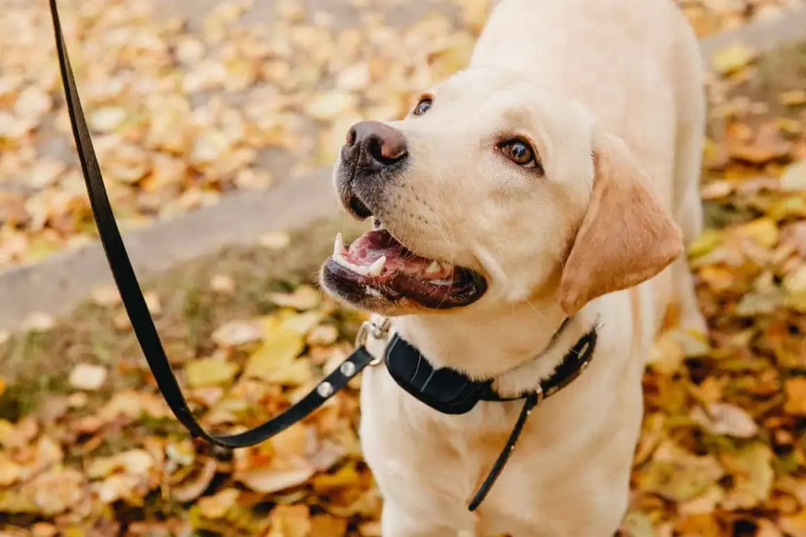 Un labrador con un collare antiabbaio come funziona, passeggia tra le foglie autunnali.